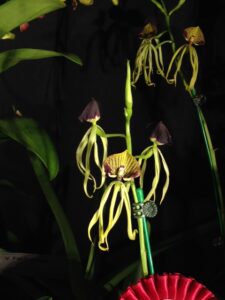 8 Encyclia cochleanthes